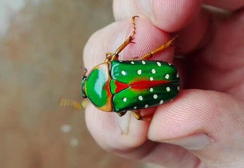 Stephanorrhina guttata