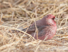 Carpodacus rubicilla