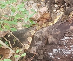 Nerodia sipedon pleuralis