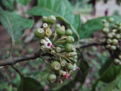 Rubiaceae