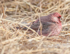 Carpodacus rubicilla