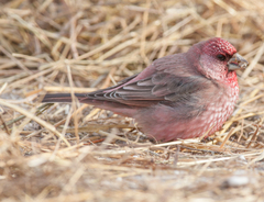 Carpodacus rubicilla