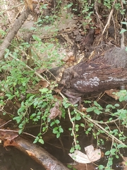 Nerodia sipedon pleuralis