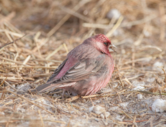 Carpodacus rubicilla