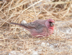 Carpodacus rubicilla