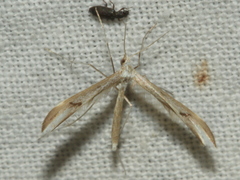 Platyptilia celidotus