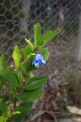 Billardiera heterophylla