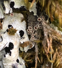 Psoroma hypnorum
