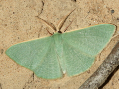 Prasinocyma ocyptera