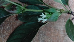 Sabiceeae
