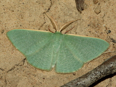 Prasinocyma ocyptera