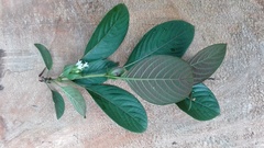 Sabiceeae