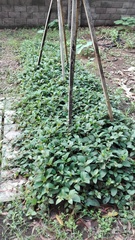 Sabiceeae