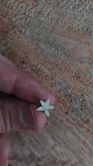 Sabiceeae