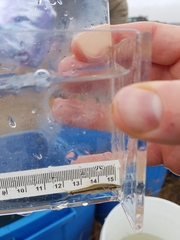 Rhinichthys cataractae