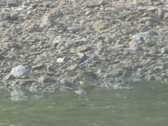 Motacilla maderaspatensis