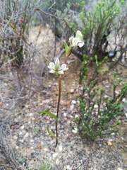 Disperis circumflexa aemula