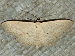 Scopula optivata