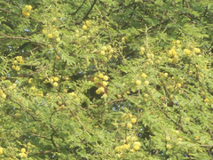 Centropus sinensis