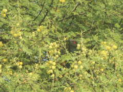 Centropus sinensis