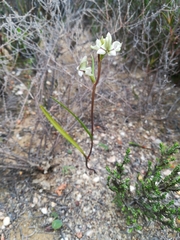 Disperis circumflexa aemula