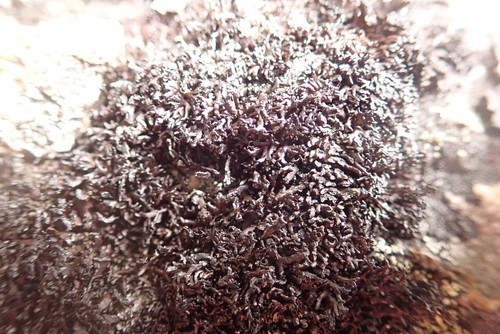 Cornicularia