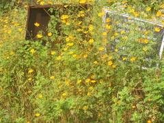 Cosmos sulphureus