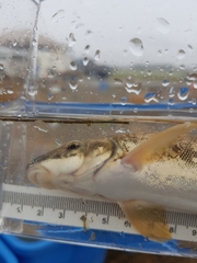 Catostomus catostomus