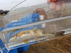 Catostomus catostomus