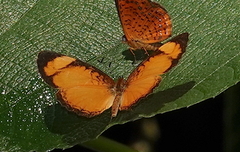 Tegosa