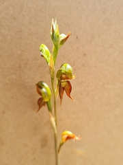 Pterostylis squamata