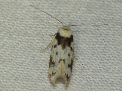 Sympoecila delotypa