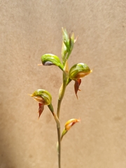 Pterostylis squamata