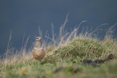 Charadrius morinellus