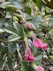Passiflora mixta eriantha