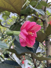 Passiflora mixta eriantha