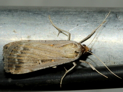 Tathorhynchus fallax
