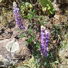Lupinus