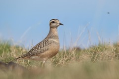 Charadrius morinellus