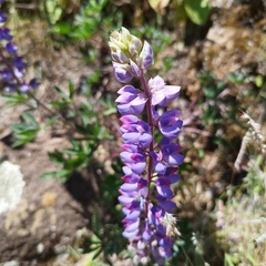 Lupinus