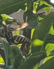 Polistes exclamans