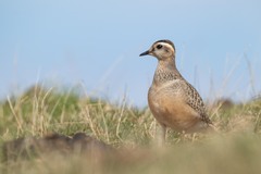 Charadrius morinellus