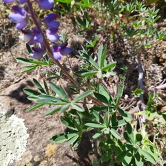 Lupinus