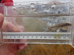 Percopsis omiscomaycus