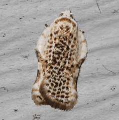 Acleris subnivana