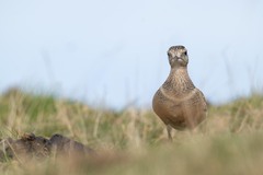 Charadrius morinellus