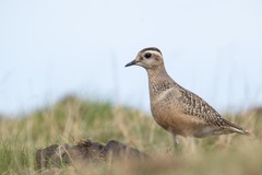 Charadrius morinellus