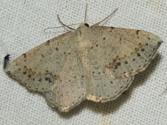 Taxeotis perlinearia