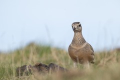 Charadrius morinellus