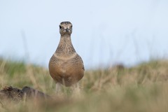Charadrius morinellus